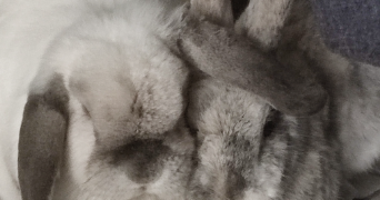 arounie pet sitter à CAGNES SUR MER 06800_1