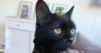 deborah pet sitter à DUNKERQUE 59140_1