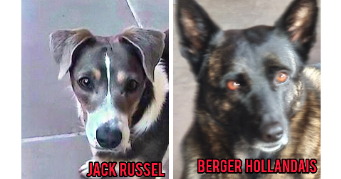 huan dog sitter à FARAMANS 01800_7