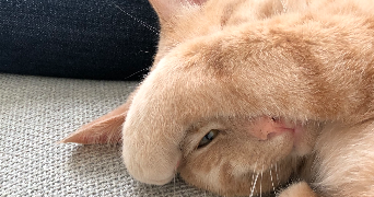 sylvain pet sitter à LYON 04 69004_1