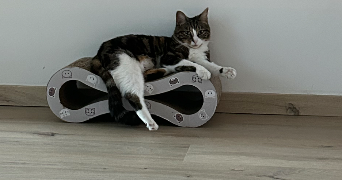 doriane pet sitter à Chambray-Lès-Tours 37170_8