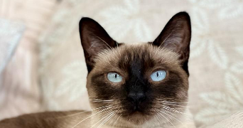 Lucia pet sitter à NICE 06200_5