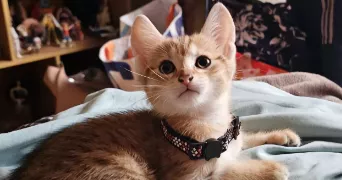 lyndsay pet sitter à DOMBROT LE SEC 88140