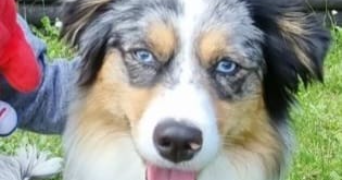 véronique pet sitter à Vernon 27200_0