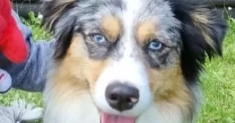 véronique pet sitter à Vernon 27200