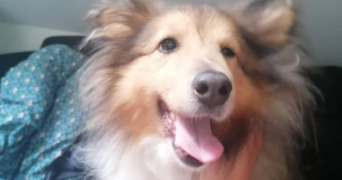 maële pet sitter à METZ 57000_2