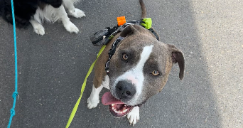 camille pet sitter à Oignies 62590_5