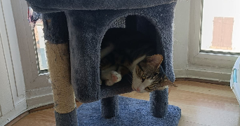 helene cat sitter à VILLEPARISIS 77270_2