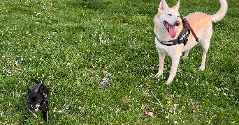 lena pet sitter à AMIENS 80000_6