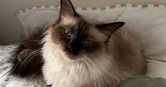 lisa cat sitter à NICE 06000_2