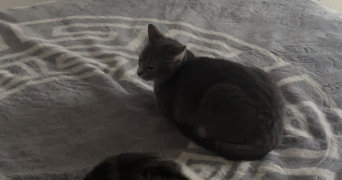 lydia pet sitter à FORBACH 57600_3
