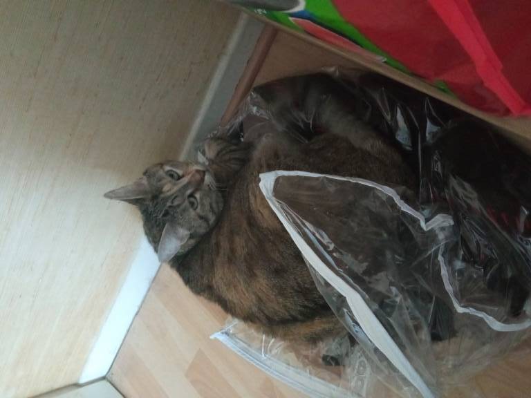 laetitia pet sitter à Champs-sur-Marne 77420_1