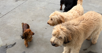 coynes pet sitter à LA MULATIERE 69350_2