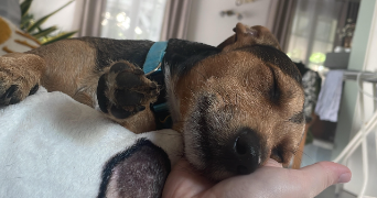 camille pet sitter à TALENCE 33400_1