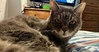 sarah pet sitter à LOYAT 56800_5