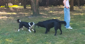 ninnok pet sitter à ORVAULT 44700_1