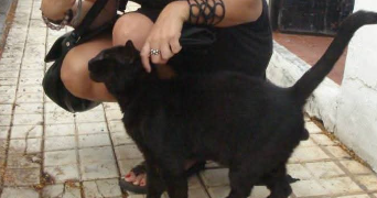 ludivine pet sitter à BENODET 29950_9