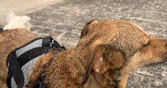 lola pet sitter à VILLENAVE D ORNON 33140_3
