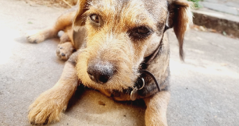 cyrielle pet sitter à SURESNES 92150_16