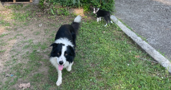 audrey pet sitter à LOUVIE JUZON 64260_3