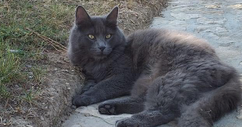 laura pet sitter à SORGUES 84700_3