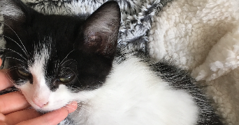 marion pet sitter à BORDEAUX 33200_3