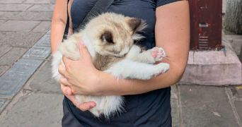 amandine pet sitter à MONTPELLIER 34000_1