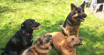 céline pet sitter à BAULNE 91590_2