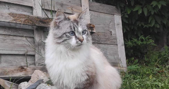 mareva pet sitter à CLAMART 92140_9