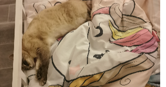 alexandra pet sitter à ST ARMOU 64160_4
