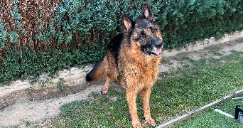 manon pet sitter à ASSEVENT 59600_11