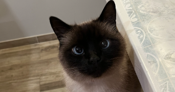 agathe pet sitter à MAISONS LAFFITTE 78600_4