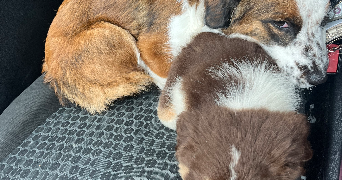 faiza pet sitter à PLAISIR 78370_3