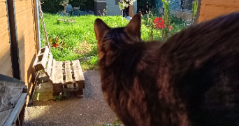 emmanuelle pet sitter à SOTTEVILLE LES ROUEN 76300_5