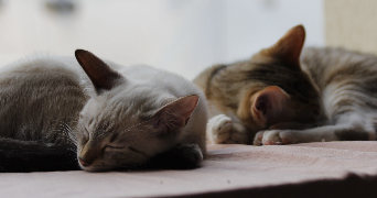 tigane pet sitter à MAZEROLLES 16310_2