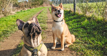 joris dog sitter à CHAVAGNES EN PAILLERS 85250_3
