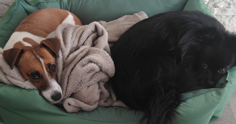 anne dog sitter à CLAMART 92140_4