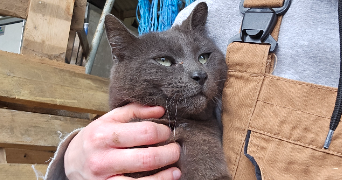 alicia pet sitter à PRINQUIAU 44260_5