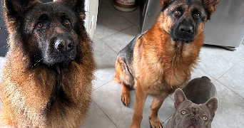 camille pet sitter à COUBRON 93470_3