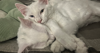 amalia pet sitter à MONTPELLIER 34090_4