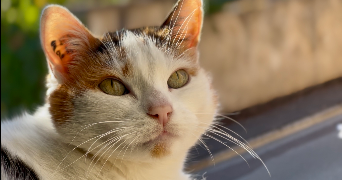 camille pet sitter à DIJON 21000_1