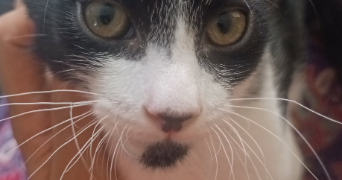 sarah pet sitter à VILLEJUIF 94800_4