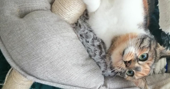 rebecca pet sitter à GONESSE 95500_1