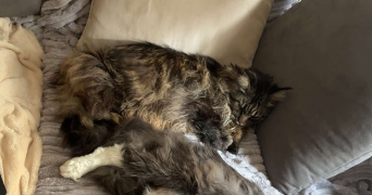 ruby pet sitter à REALMONT 81120_4