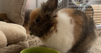 camille pet sitter à TOURCOING 59200_1