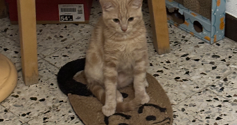 laurence pet sitter à AIX EN PROVENCE 13090_5