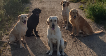 stéphanie pet sitter à Sées 61500_4