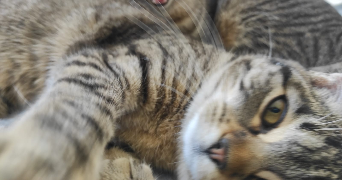 sandrine pet sitter à ST CHAMOND 42400_3