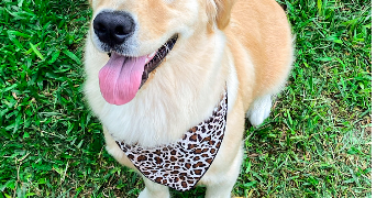 yzadora pet sitter à NIMES 30000_1
