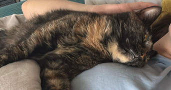 valentine pet sitter à BENFELD 67230_2